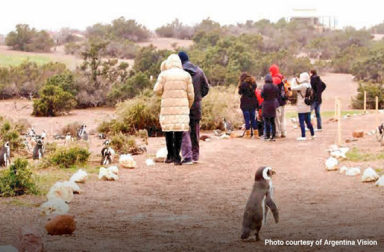 Excursion to Punta Tombo to see the Magellanic Penguins