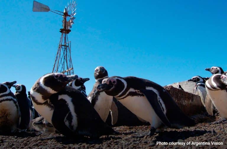 Excursion to Punta Tombo to see the Magellanic Penguins