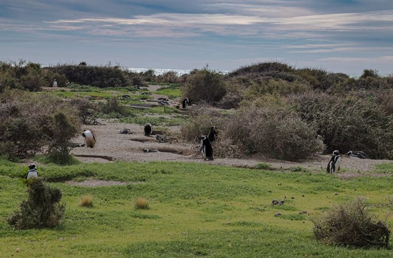 Wildlife in Peninsula Valdes (North)