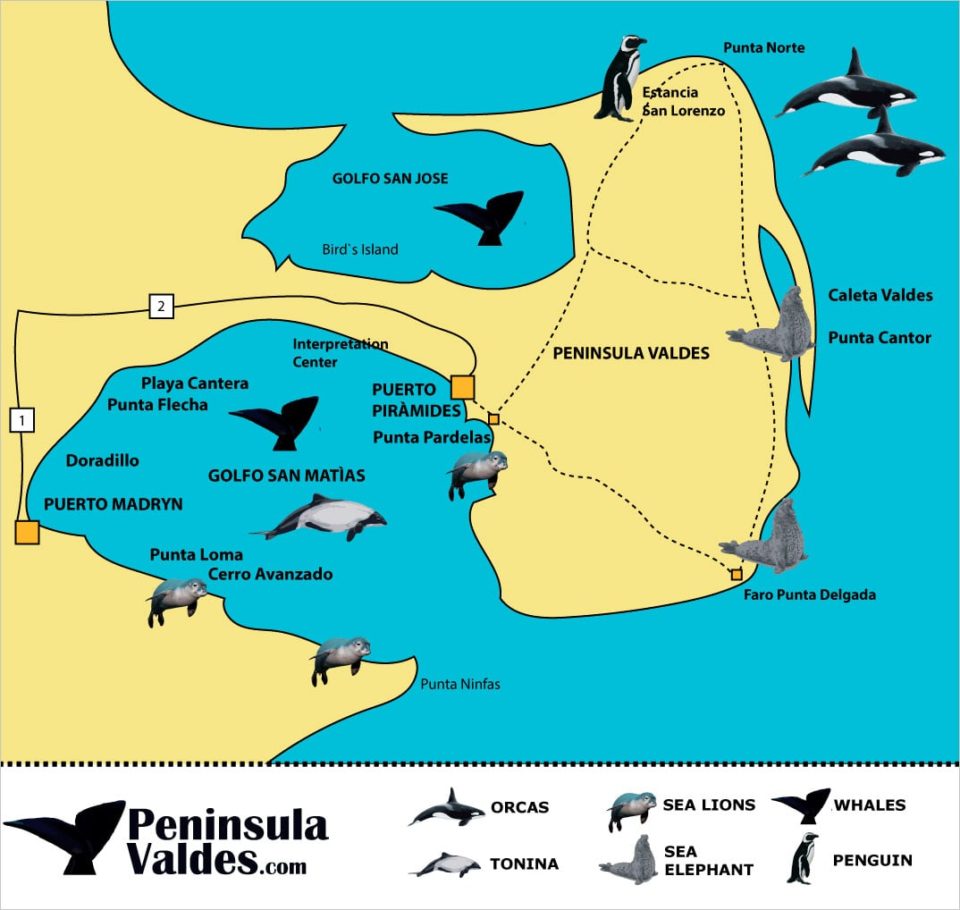 Fauna Season When To Go To Puerto Madryn Peninsula Valdes fauna-season-when-to-go-to-puerto-madryn-peninsula-valdes