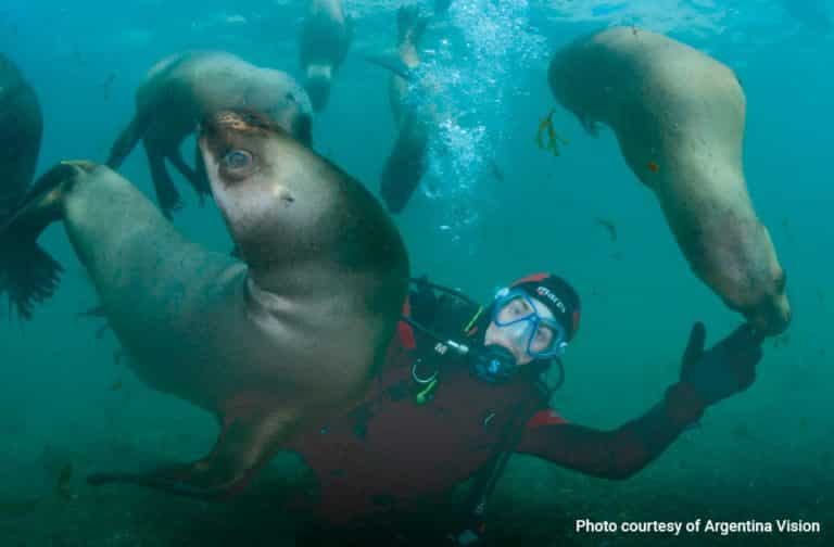 Diving with Sea Lions in Puerto Madryn