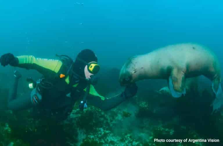 Diving with Sea Lions in Puerto Madryn