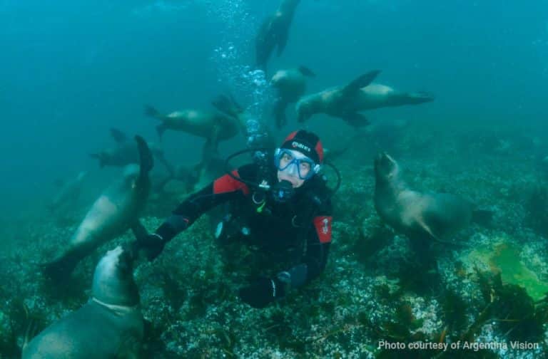 Diving with Sea Lions in Puerto Madryn