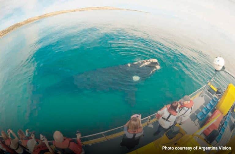 Only Whales Excursion