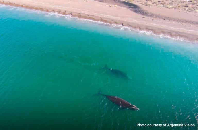 Only Whales Excursion