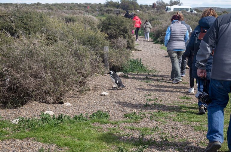 Excursion to Punta Tombo to see the Magellanic Penguins