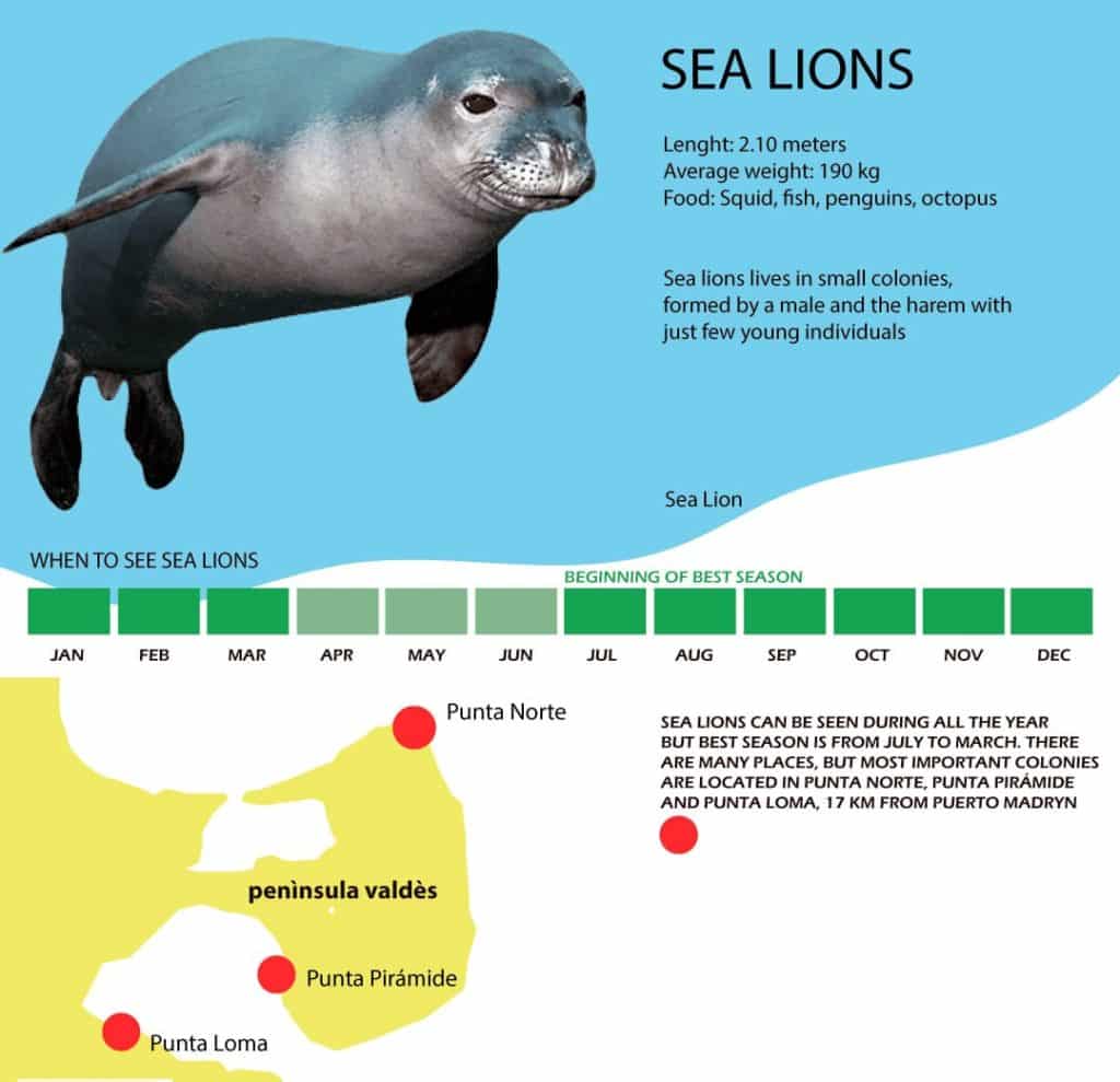 Sea Lions Season
