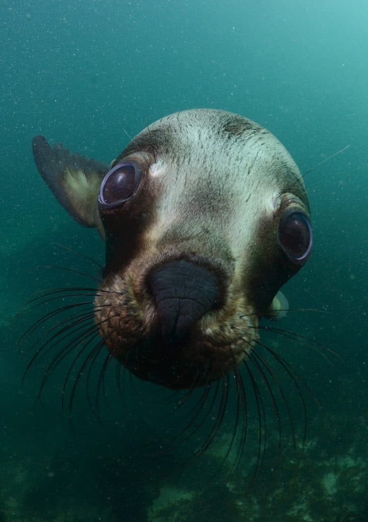 Sea Lion