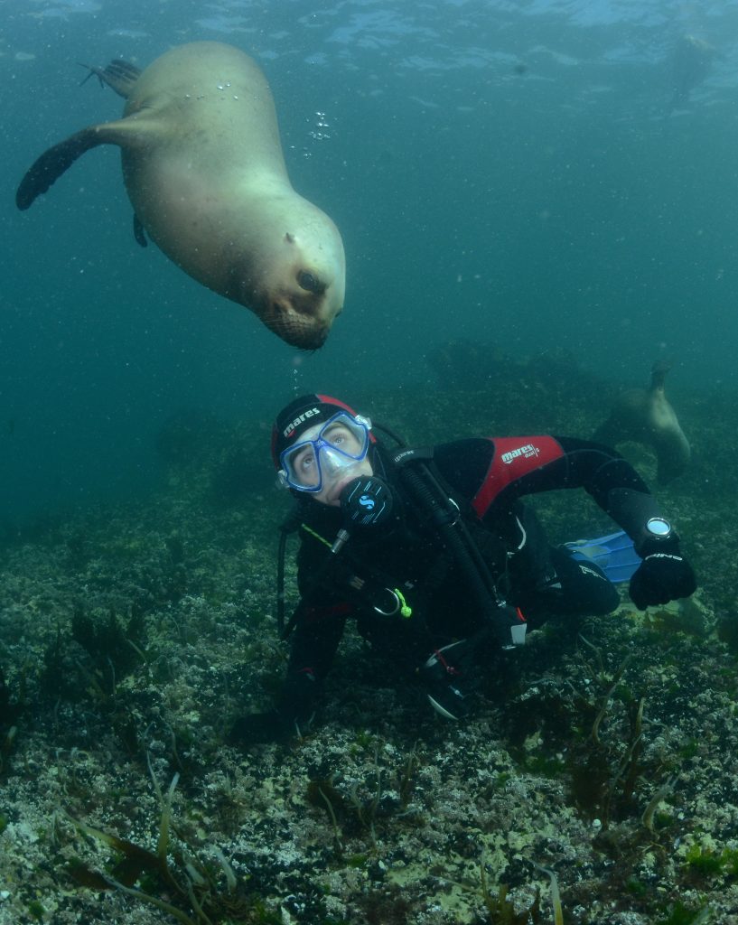 Man diving with sea lions in Madryn.