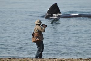 A man watching whales in Doradillo beach, Puerto Madryn.