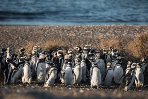 Magellanic penguins in Punta Tombo, Peninsula Valdes.