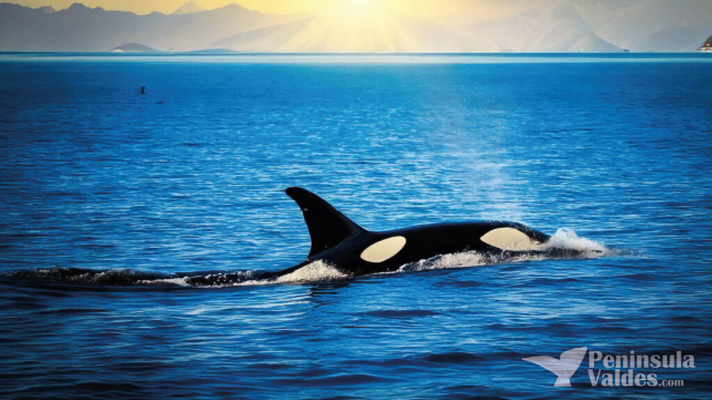 Orcas in Peninsula Valdes