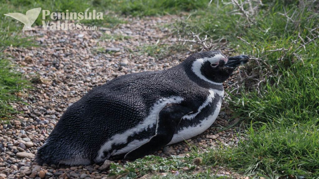 Penguins in Puerto Madryn and Peninsula Valdes area