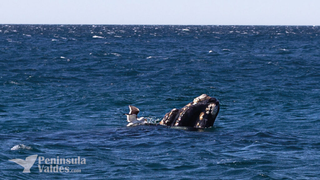 What´s the best place to see whales
