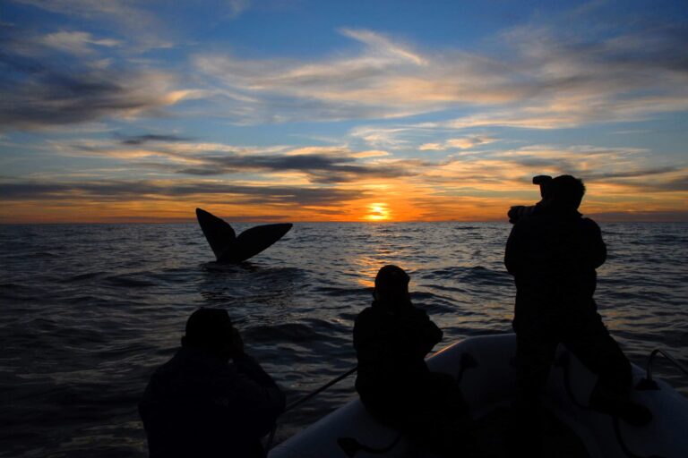 Whales at Dawn