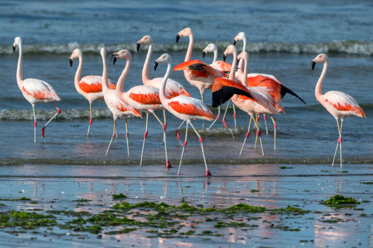 Birdwatching Whole Day Tour