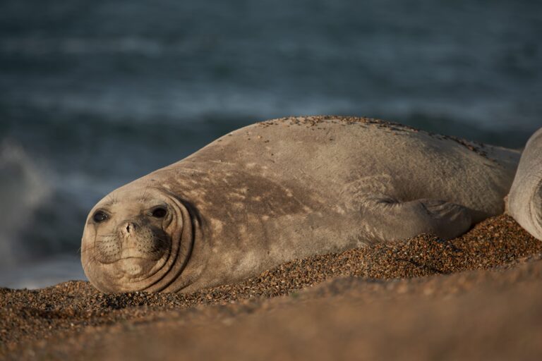 Elephant Seals: Giants of the South