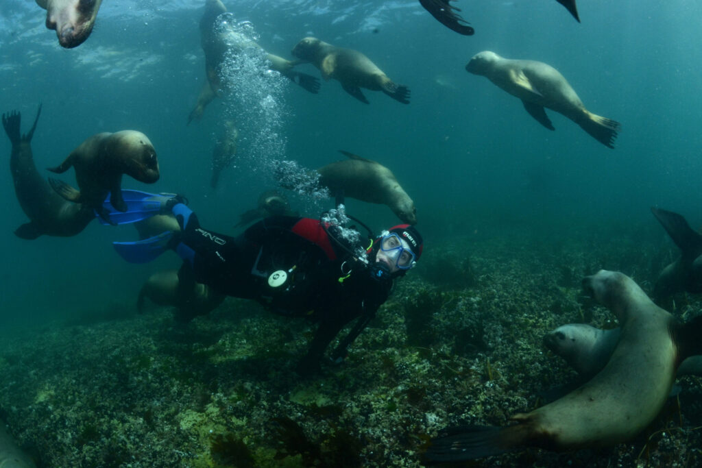 Snorkeling y buceo con lobos marinos