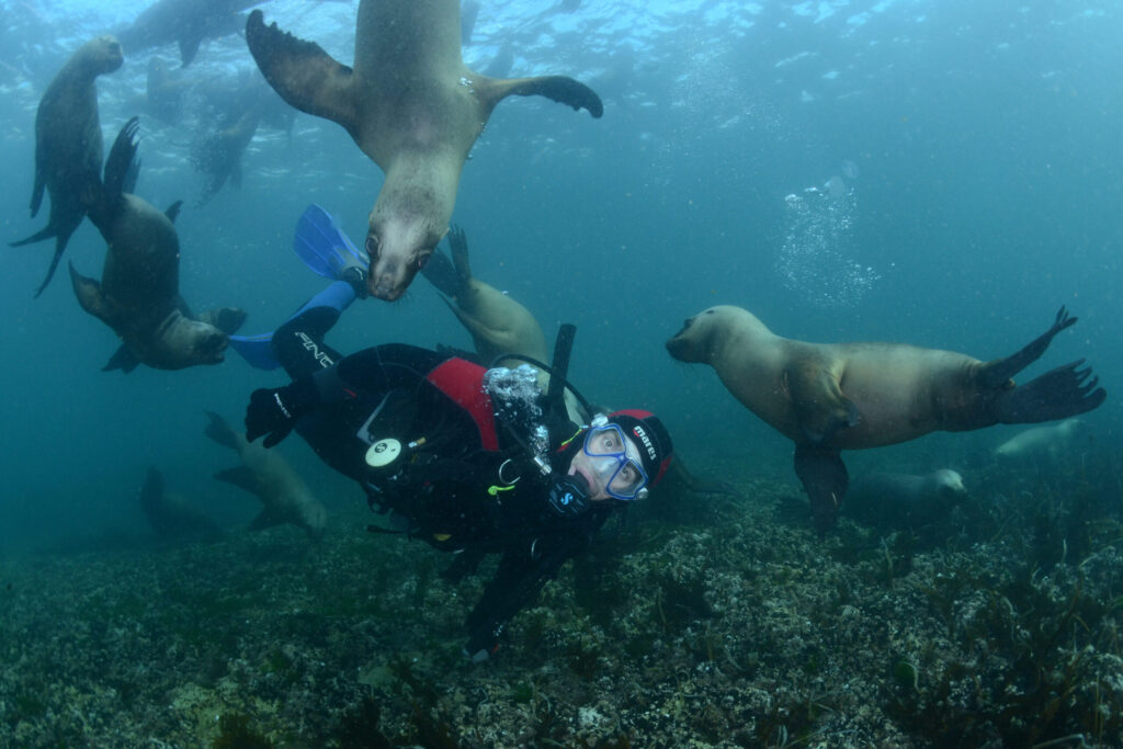 Snorkeling y buceo con lobos marinos