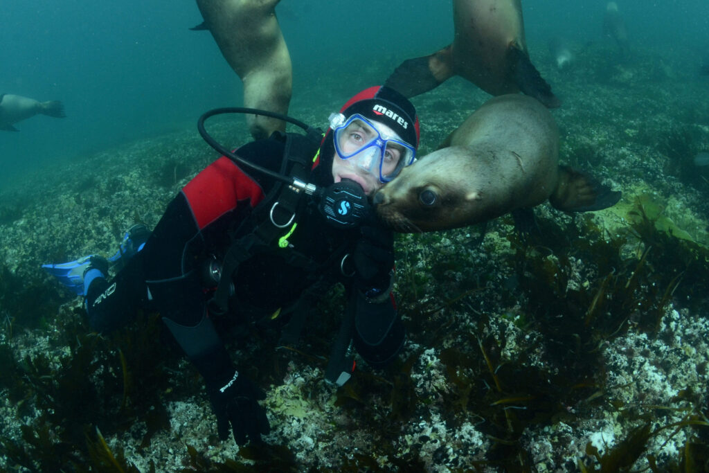 Snorkeling y buceo con lobos marinos