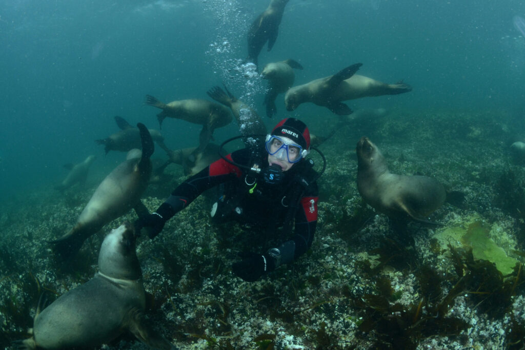 Snorkeling y buceo con lobos marinos