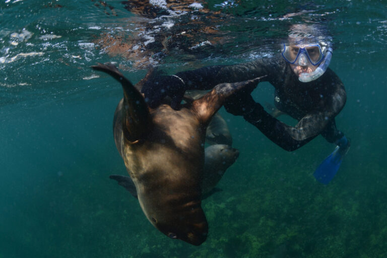Into the Water with Sea Lions