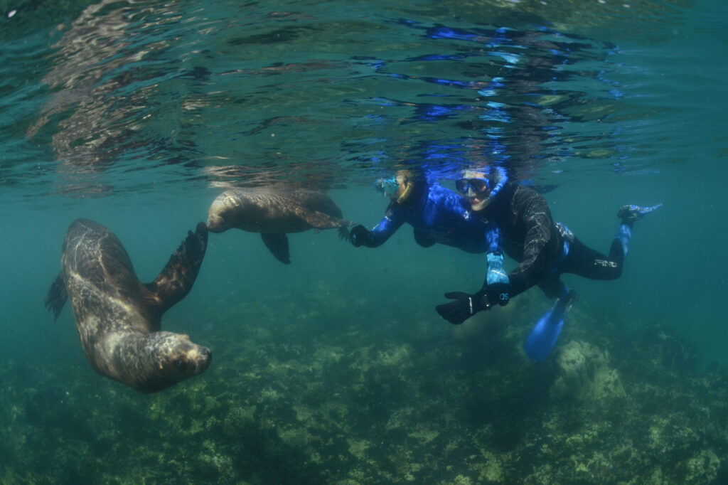 Snorkeling y buceo con lobos marinos