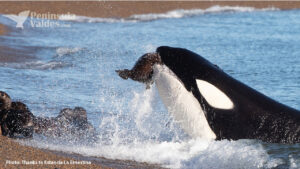 Estancia La Ernestina in Peninsula Valdes. Orca watching