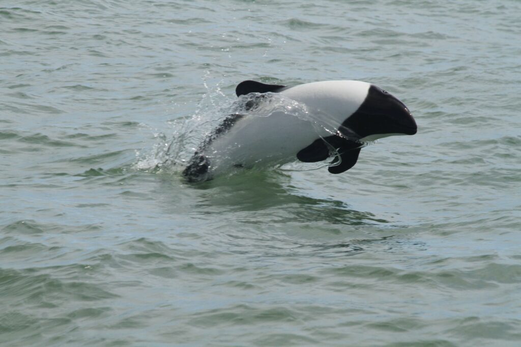 Commerson’s Dolphin Watching