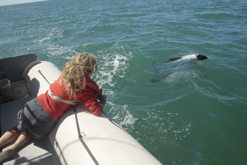 Commerson’s Dolphin Watching