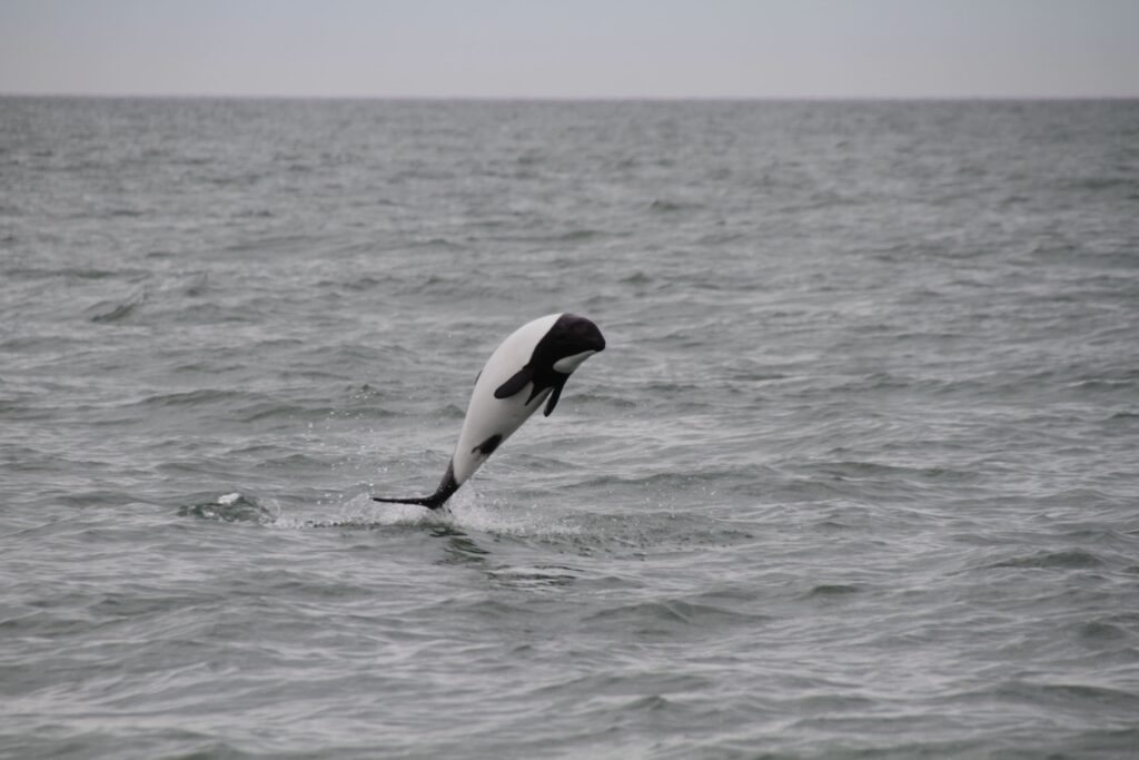 Commerson’s Dolphin Watching