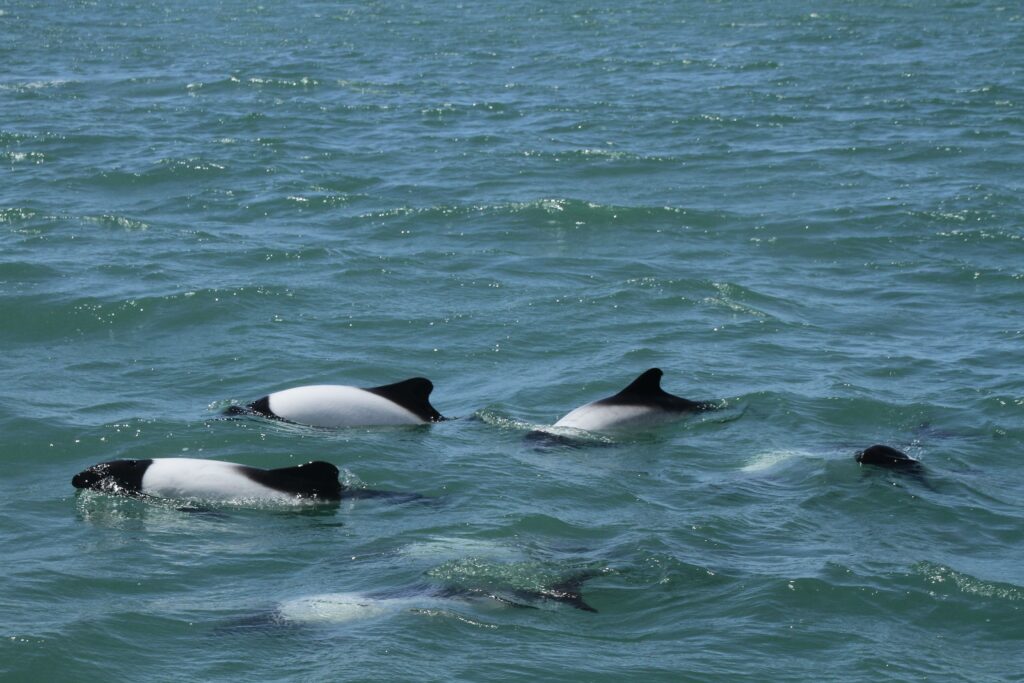Commerson’s Dolphin Watching