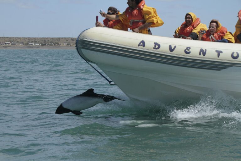 Commerson’s Dolphin Watching from Rawson Port