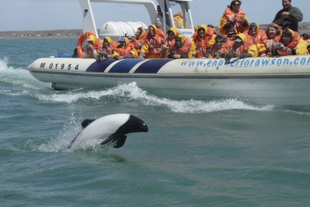 Commerson’s Dolphin Watching