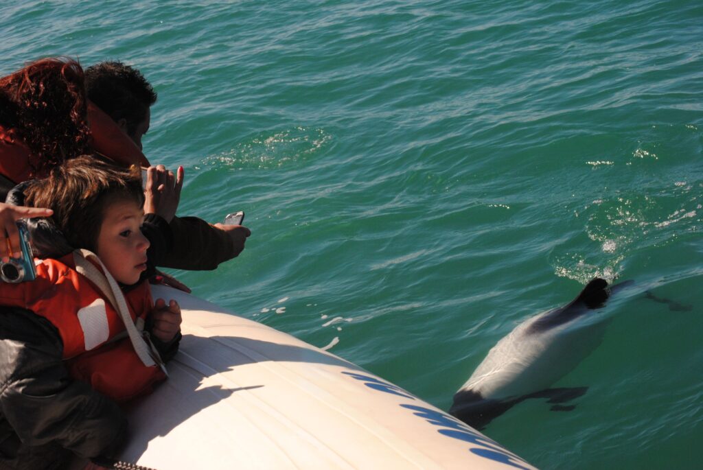 Commerson’s Dolphin Watching