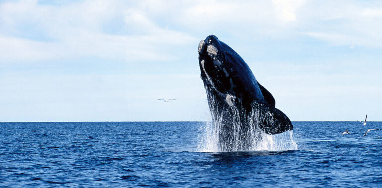 Whale Watching in Puerto Pirámides