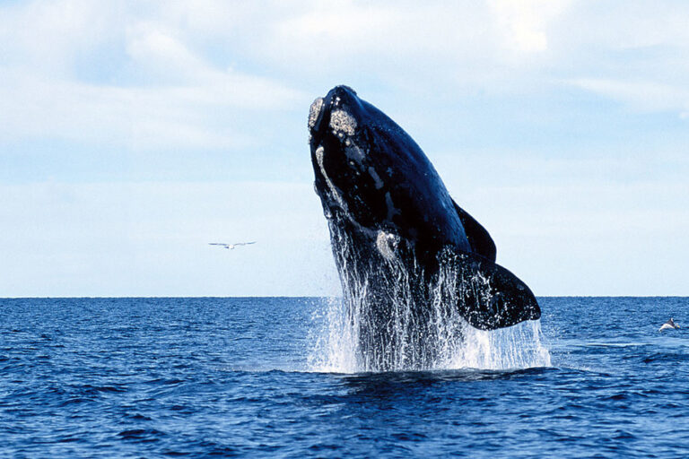 Whale Watching in Puerto Pirámides