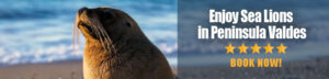 Sea Lions in Peninsula Valdes