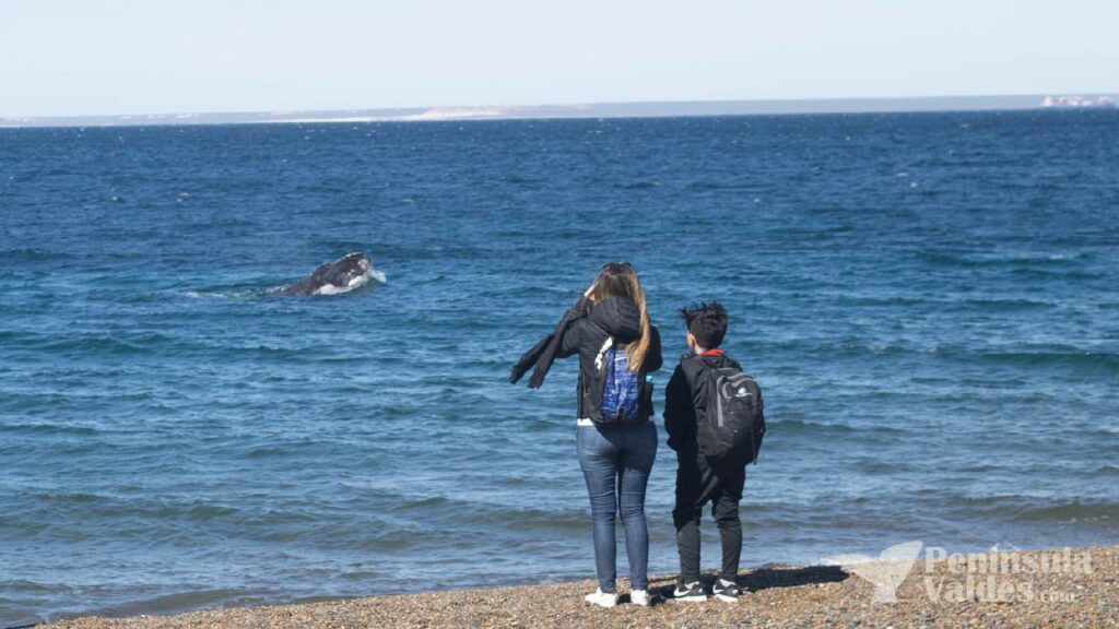 Whales at Doradillo Beach
