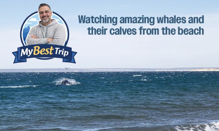 My Best Trip - Watching amazing whales and their calves from the beach