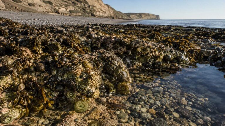 Tide Pools at Puerto Madryn