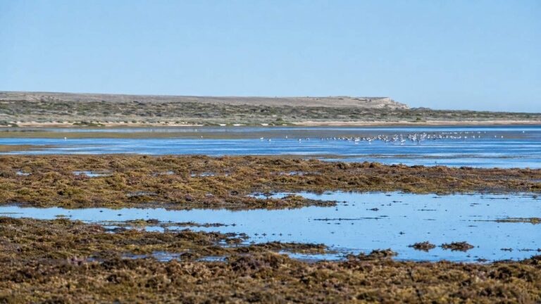 Wetlands at Peninsula Valdes