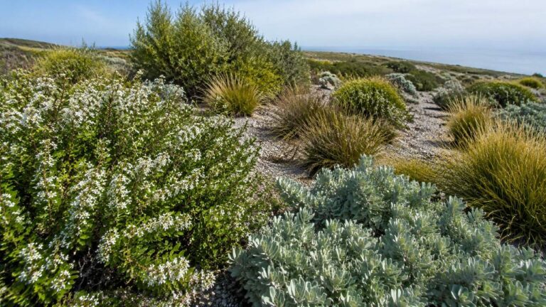 Native Plants Patagonia