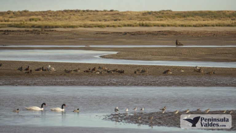Chubut River Estuary Bird Watching