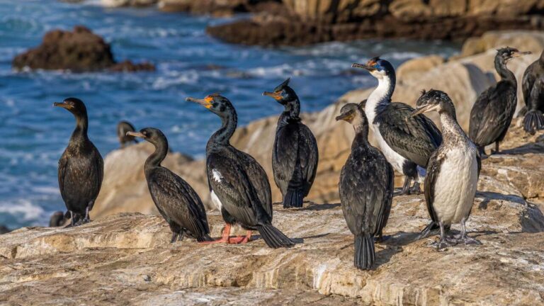 Cormorants of the Chubut Coast. Peninsula Valdes