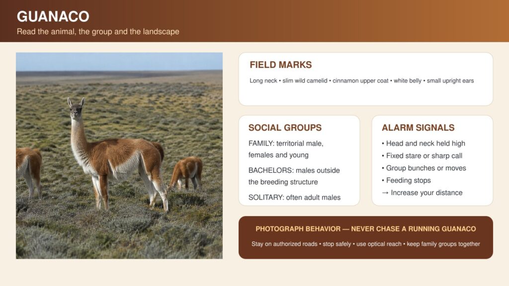 Guanacos in Peninsula Valdes