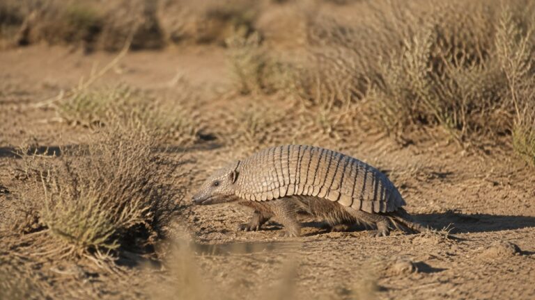 Armadillos in peninsula valdes