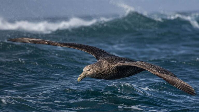 Southern Giant Petrel