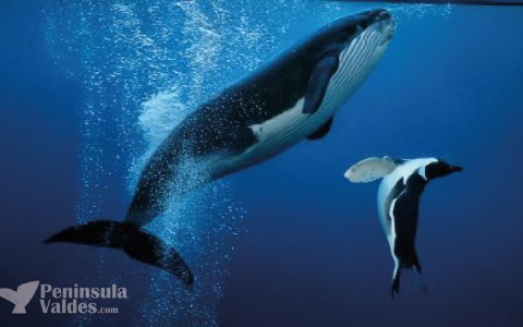 Whales and Penguins together in Peninsula Valdes