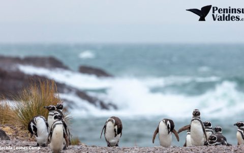 Isla Leones Camp